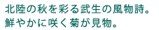 北陸の秋を彩る武生の風物詩。鮮やかに咲く菊が見物。